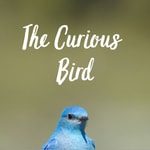 Logo of the podcast The Curious Bird Logo of the podcast The Curious Bird