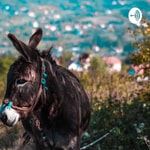 Logo of the podcast The Donkeys purpose in Africa Podcast The Donkeys purpose in Africa