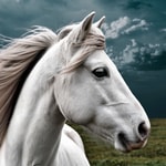 Logo of the podcast The Elaine Heney Horse & Pony Audiobook Podcast Podcast The Elaine Heney Horse & Pony Audiobook Podcast