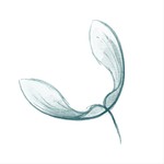 Logo of the podcast The Far From the Tree Broadcast Podcast The Far From the Tree Broadcast