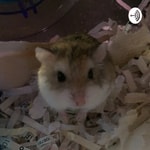 Logo of the podcast The hamster care podcast! Podcast The hamster care podcast!