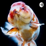 Podcast THE JOY OF AQUASCAPING PODCAST 
