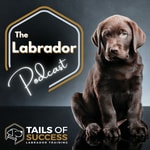 The Labrador Podcast - From Tails of Success Labrador Training The Labrador Podcast - From Tails of Success Labrador Training