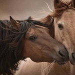 Logo of the podcast The Language of Horses Podcast