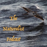 Logo of the podcast The Naturalist Podcast Podcast The Naturalist Podcast