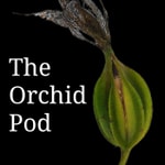 Logo of the podcast The Orchid Pod Podcast The Orchid Pod
