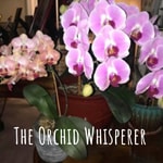 Podcast The Orchid Whisperer