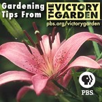 Podcast The Victory Garden | PBS