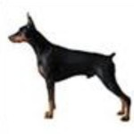 Podcast The Watchdog Report