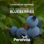The Wild View on Blueberries Podcast The Wild View on Blueberries