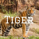 Logo of the podcast Tiger Podcast Tiger