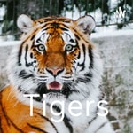 Logo of the podcast Tigers Podcast Tigers