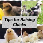 Logo of the podcast Tips for raising chicks Podcast Tips for raising chicks