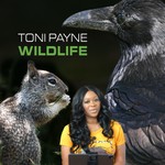 Podcast Toni Payne Wildlife