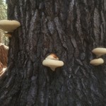 Logo of the podcast Tree Science today Podcast Tree Science today
