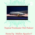 Logo of the podcast Tropical Freshwater fish Podcast. (TFF Podcast) Podcast Tropical Freshwater fish Podcast. (TFF Podcast)