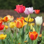 Tuliptest Podcast Tuliptest