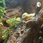 Logo of the podcast Ultimate reptile care podcast Podcast Ultimate reptile care podcast