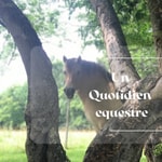 Logo of the podcast Révèles ton cheval - Quotidien Équestre Podcast Révèles ton cheval - Quotidien Équestre