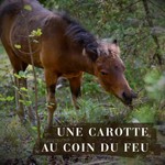 Une carotte au coin du feu Podcast Une carotte au coin du feu