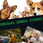 Logo of the podcast Unusual Animal Stories Podcast Unusual Animal Stories