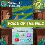 Voice of the Wild Podcast Voice of the Wild