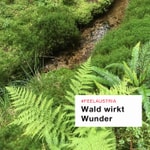Logo of the podcast Wald wirkt Wunder Podcast Wald wirkt Wunder