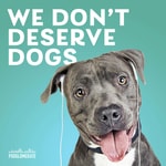Logo of the podcast We Don't Deserve Dogs Podcast We Don't Deserve Dogs