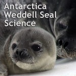 Logo of the podcast Weddell Seal Science Missing podcast logo