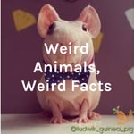 Logo of the podcast Weird Animals, Weird Facts: The Skinny Pig Podcast Weird Animals, Weird Facts: The Skinny Pig