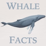 Podcast Whale Facts