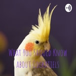 Logo of the podcast What You Should Know about Cockatiels Podcast What You Should Know about Cockatiels