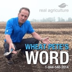 Logo of the podcast Wheat Pete's Word – RealAgriculture Podcast Wheat Pete's Word – RealAgriculture