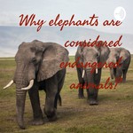 Logo of the podcast Why elephants are considered endangered animals? Podcast Why elephants are considered endangered animals?