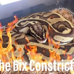 Podcast Wild About Ball Pythons