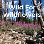 Logo of the podcast Wild For Wildflowers Podcast Wild For Wildflowers