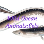 Logo of the podcast Wild Ocean Animals:Eels Podcast Wild Ocean Animals:Eels