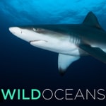 Logo of the podcast Wild Oceans (HD) Podcast Wild Oceans (HD)