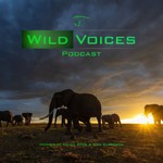 Wild Voices Podcast Wild Voices