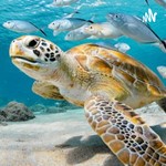 Podcast WildLife Facts Podcast