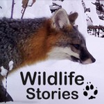 Logo of the podcast Wildlife Stories Podcast Wildlife Stories