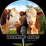 Logo of the podcast Working Cows - Regenerative Ranching to Maximize Profitability and Soil Health Missing podcast logo