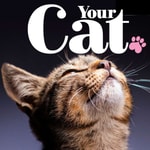 Logo of the podcast Your Cat Missing podcast logo